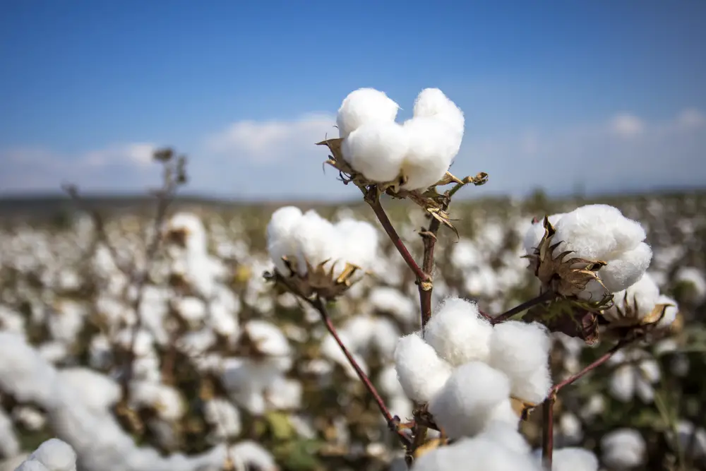 Does Organic Cotton Shrink?