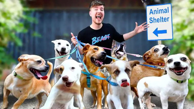 Does MrBeast Have a Dog